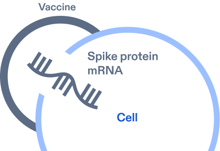 Illustration of how COMIRNATY works