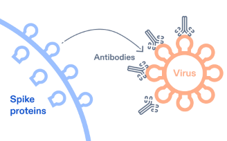 Illustration of how COMIRNATY works